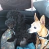 Photo #286969 de COOKIE