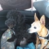 En voiture avec sa copine Isa