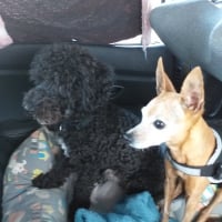 Photo #286981 de COOKIE