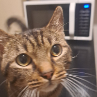 Photo #287014 de Nala
