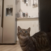 Photo #287017 de Nala