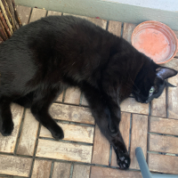 Photo #287041 de Meiqiu