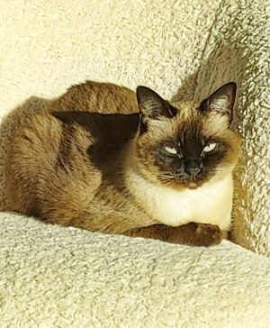 Photo #287062 de Jaellys  - Autre chat