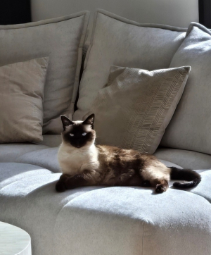 Photo #287065 de Jaellys  - Autre chat