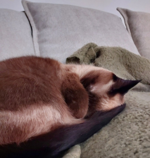 Photo #287068 de Jaellys  - Autre chat
