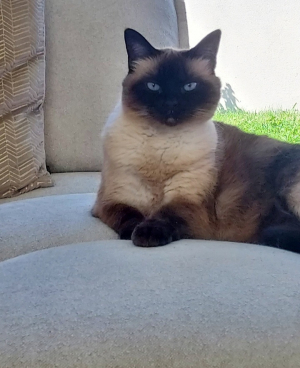 Photo #287071 de Jaellys  - Autre chat