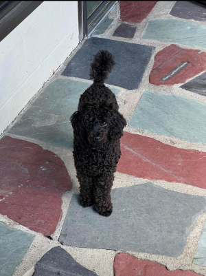 Photo #287077 de Bella  - Caniche