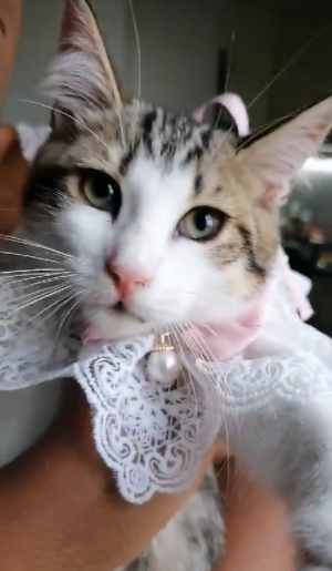 Photo #287149 de Praline - Européen