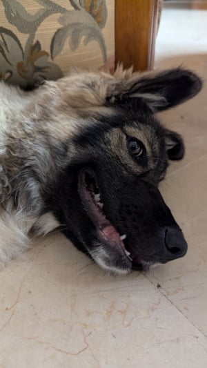 Photo #287161 de Hannah - Border Collie