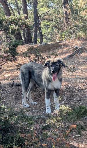 Photo #287167 de Hannah - Border Collie