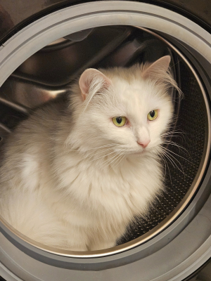 Photo #287176 de Stella  - Autre chat