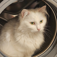 Photo #287176 de Stella 