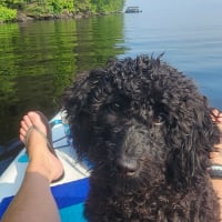 Photo #287185 de Cachou 