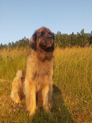 Blue dans le foin - Leonberger