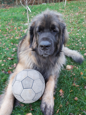 Avec son ballon - Leonberger