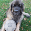 Avec son ballon