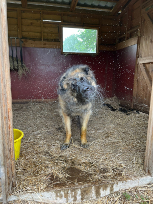 Chez les ânes - Leonberger