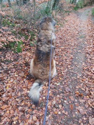 Photo #287209 de Blue - Leonberger