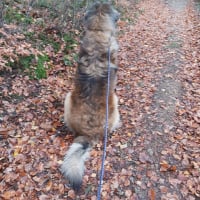 Photo #287209 de Blue
