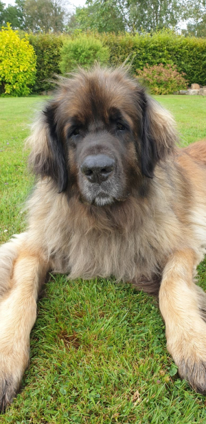 L'interrogation dans le regard - Leonberger