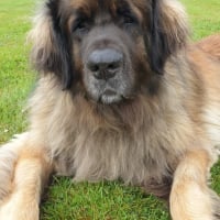 Photo #287212 de Blue