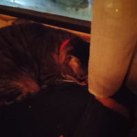 Photo #287236 de Vaiana 