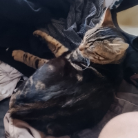 Photo #287248 de Tora 