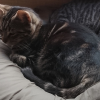 Photo #287251 de Tora 