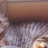 Photo #287254 de Kimeko