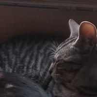 Photo #287257 de Kimeko