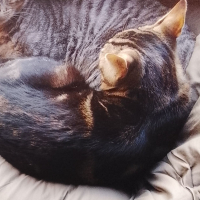 Photo #287263 de Tora 