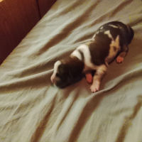 Photo #287287 de Artémis 