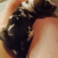 Photo #287290 de Artémis 