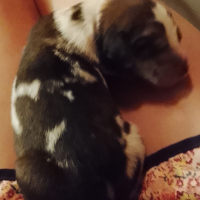 Photo #287293 de Artémis 