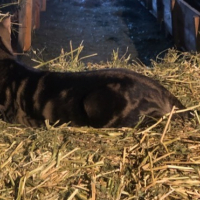 Photo #287374 de Tora 