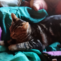 Photo #287377 de Tora 