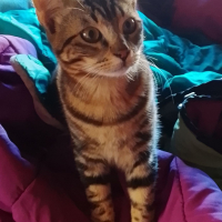 Photo #287380 de Tora 