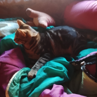 Photo #287386 de Tora 