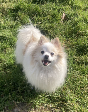 Aslan - Spitz Allemand