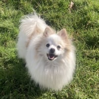 Photo #287389 de Aslan