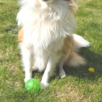 Photo #287392 de Laika
