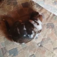 Photo #287395 de Artémis 