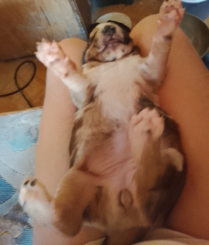 Photo #287398 de Artémis  - Autre chien