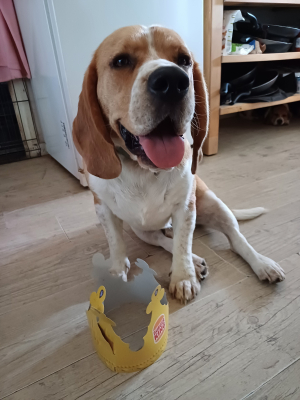 Photo #287413 de UGO - Beagle