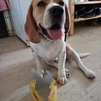 Photo #287413 de UGO