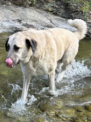 Photo #287416 de SKY - Berger d'Anatolie