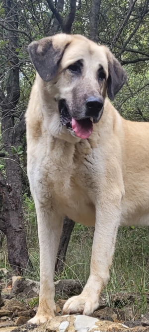 Photo #287422 de SKY - Berger d'Anatolie