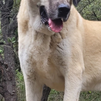 Photo #287422 de SKY