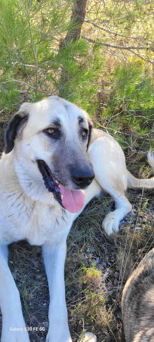 Photo #287425 de SKY - Berger d'Anatolie