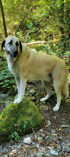 Photo #287428 de SKY - Berger d'Anatolie